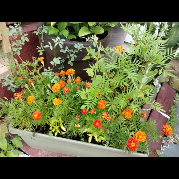 Mixed marigold seeds - Picture 3 of 3